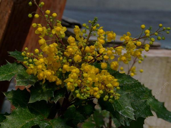 Mahonia piperiana x M.aquifolium x M. amplectans, Golden Abundance flowers. We sometimes grow this because some cutomers like the big flower show. - grid24_24