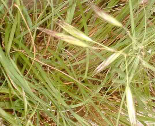 Danthonia californica, California Oat Grass,  is a coarse grass that is growing here in a sunny, moist opening in a pine forest, California.  - grid24_24