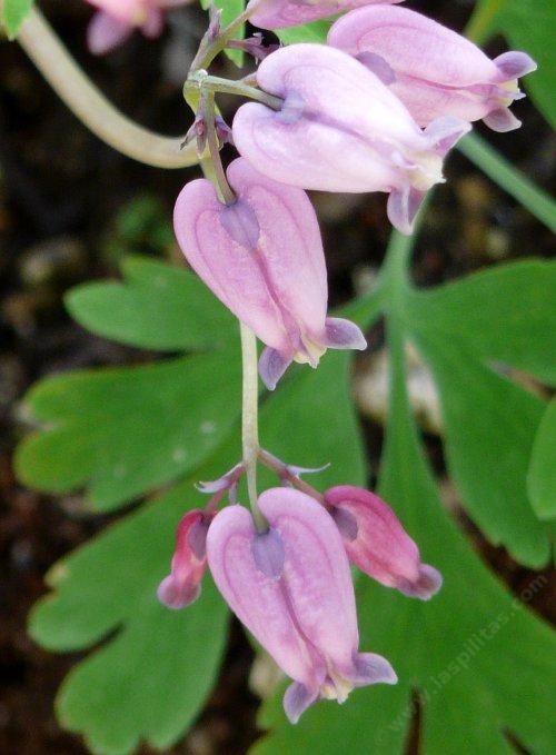 Dicentra formosa, Pacific  Bleeding Heart, grows in the forests of the  mountains of California. 
