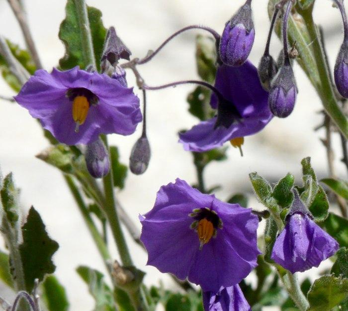 Solanum xanti, Purple Nightshade with it's hanging flowers - grid24_24