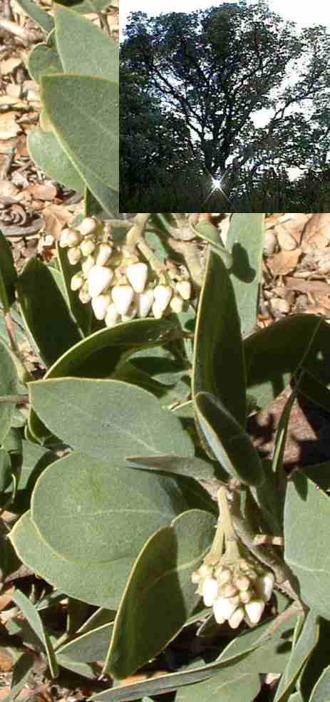 Arctostaphylos Otayensis is a large gray manzanita.