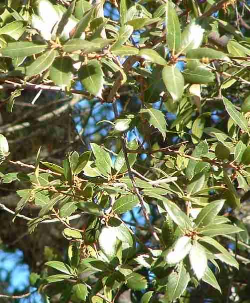 Quercus wislizenii Interior Live Oak leaves can be entire or have some spines. This tree is native to the higher elevations of the coast ranges and much of the Sierras.