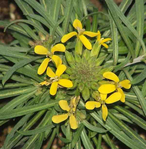 Erysimum capitatum, Western Wallflower, in a closeup photo showing the inflorescence. 