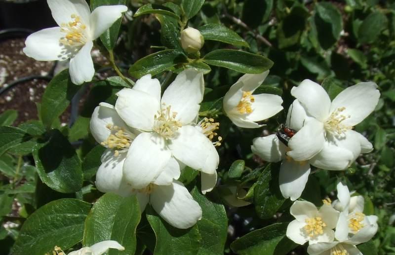 The Fragrant Garden A Word On The Fragrance Of California