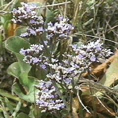 Limonium californicum Western Marsh-Rosemary