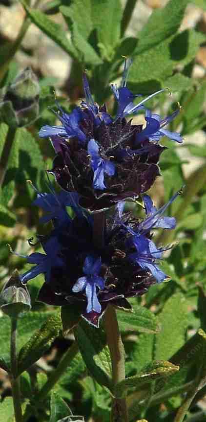 Salvia Carl Nelson.