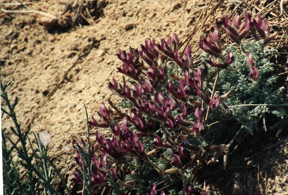 Oxytropis oreophila, Oxytrope, is a larval food plant for Blue butterflies, but deadly poisonous to livestock.  - grid24_24