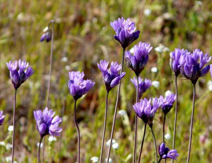 Brodiaea pulchella, or Dichelostemma capitatum,  Wild Hyacinth, flowers in very early spring, and so provides nectar for pollinators, when not much else is flowering. 