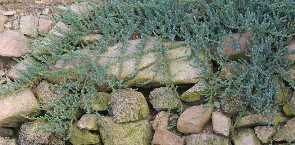 Juniperus communis montana, Dwarf Juniper makes a spilling ground cover. - grid24_24