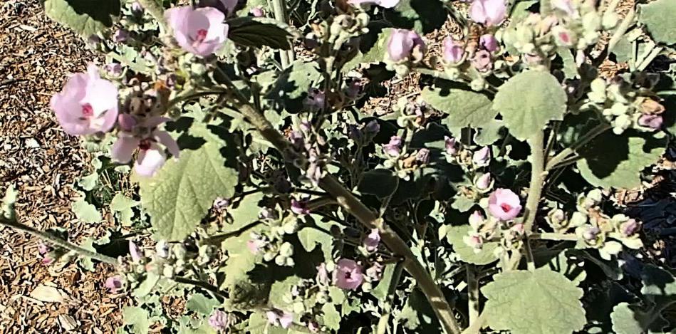 This is a very old photo of Malacothamnus davidsonii, Davidson's Bush Mallow, from southern California. - grid24_24