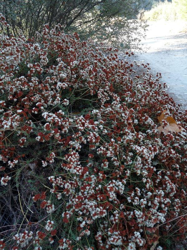 Eriogonum fasciculatum var. foliolosum, California Buckwheat.