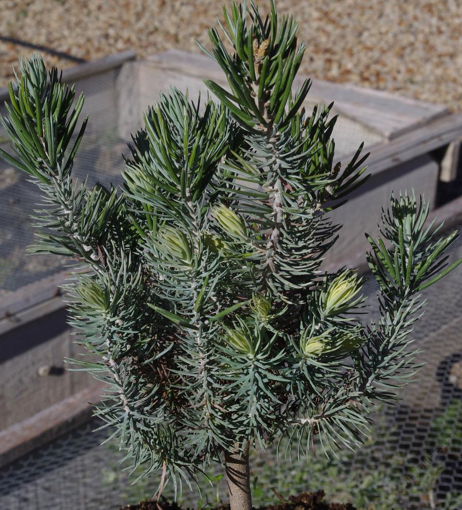 Pinus quadrifolia, Parry Pinyon, a very slow growing pine, in the nursery at Santa Margarita, California. - grid24_24