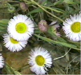 Erigeron philadelphicus, Philadelphia fleabane