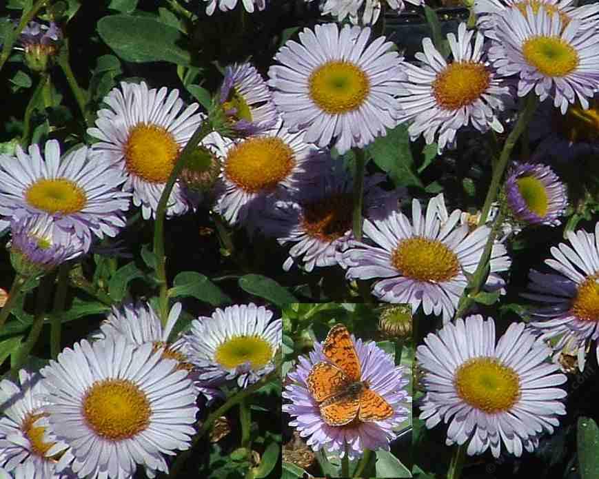 Erigeron glaucus 'Cape Sebastian', Seaside Daisy.