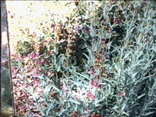 An old photo of Penstemon parishii, Pilitas Pink