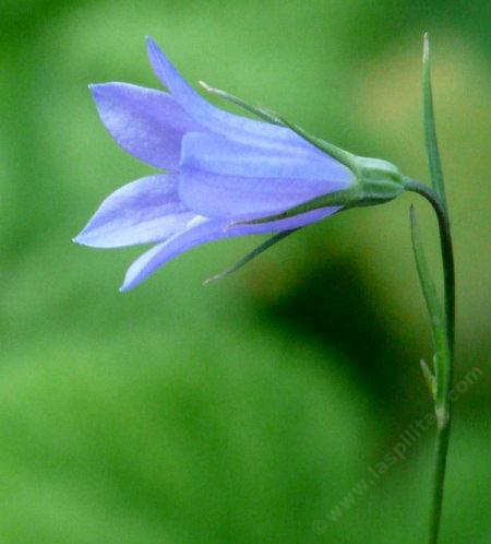 Sideview of a single flower of Campanula rotundifolia, California Harebell.