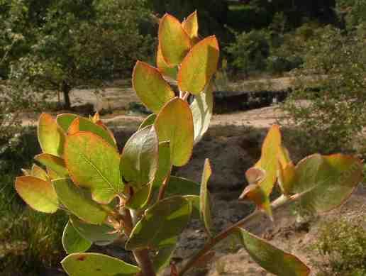 Arctostaphylos tomentosa leaves - grid24_24