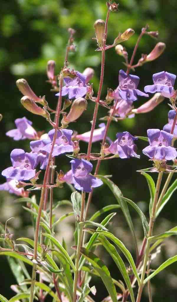 Penstemon laetus, Gay Pentstemon