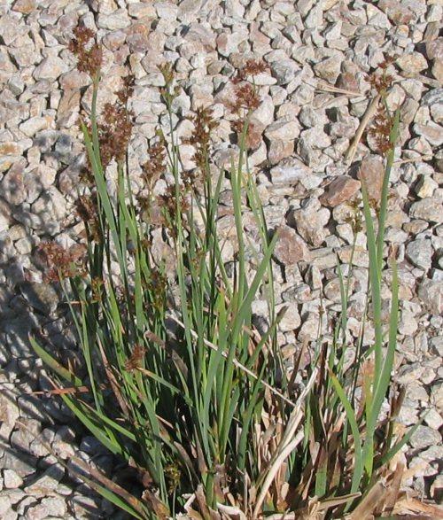 Juncus xiphioides Iris Leaved Rush