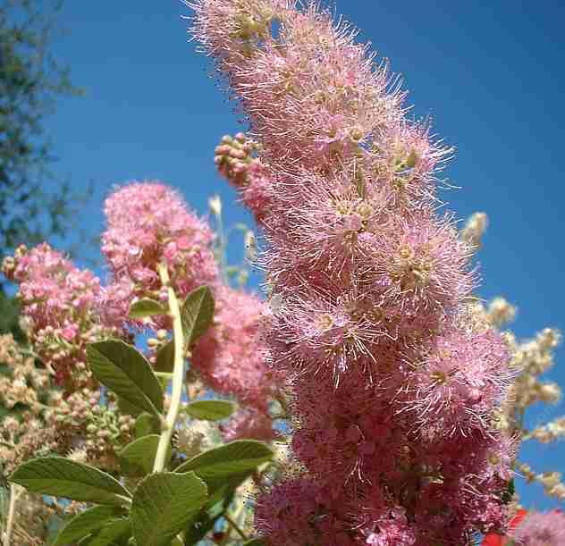 Spiraea douglasii Western Spiraea