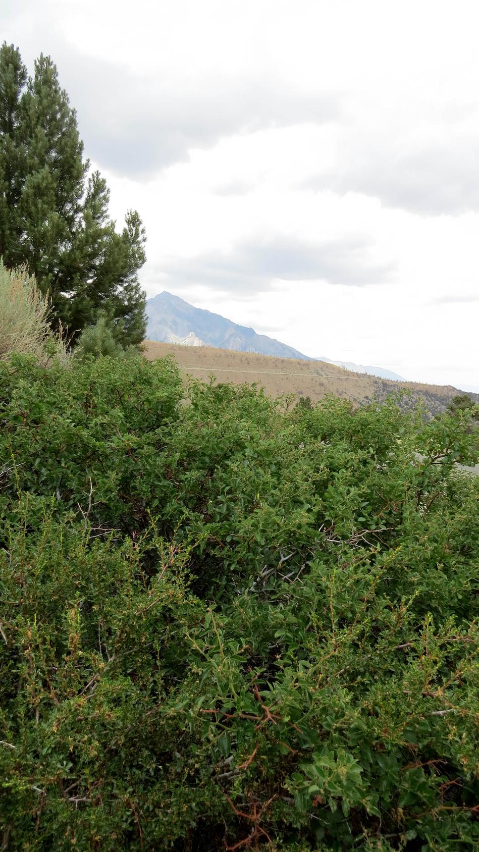Ceanothus velutinus in the Eastern Sierras - grid24_24