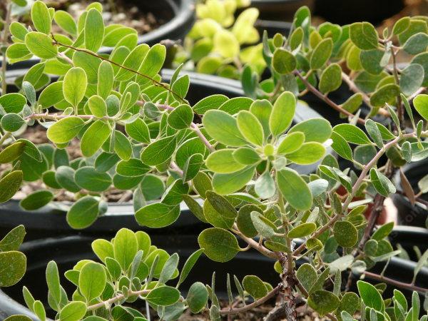 One of the forms of Arctostaphylos rudis, Shagbark manzanita is a groundcover, BUT it is SO slow it will cost a fortune to grow.