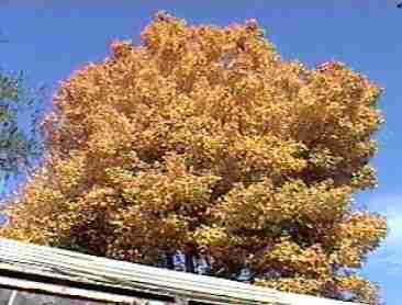 Populus trichocarpa,  Black Cottonwood fall color