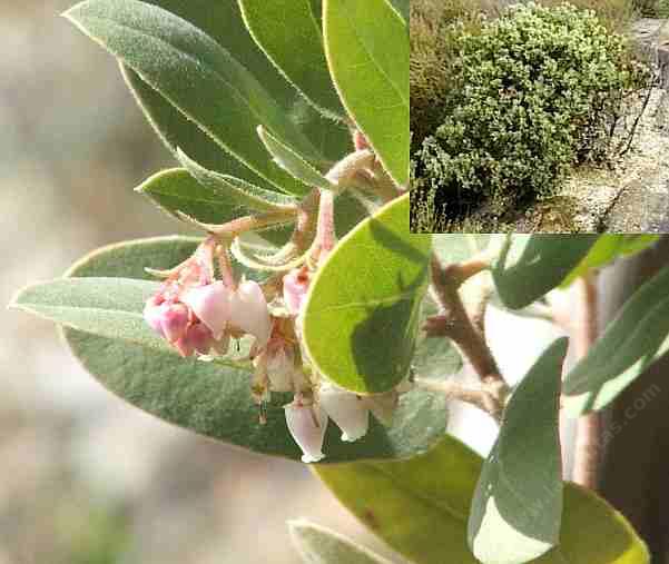 Arctostaohylos glandulosa flower and bush - grid24_24