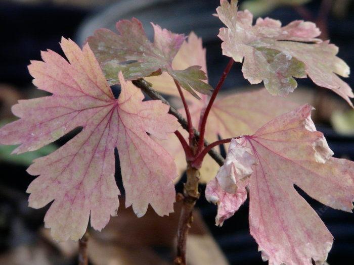 Ribes aureum var. aureum, Golden Currant, with red leaves in the fall of the year, Santa Margarita, California. 