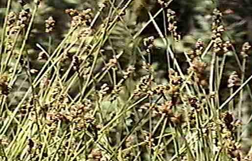 Carex subfusca Rusty Sedge