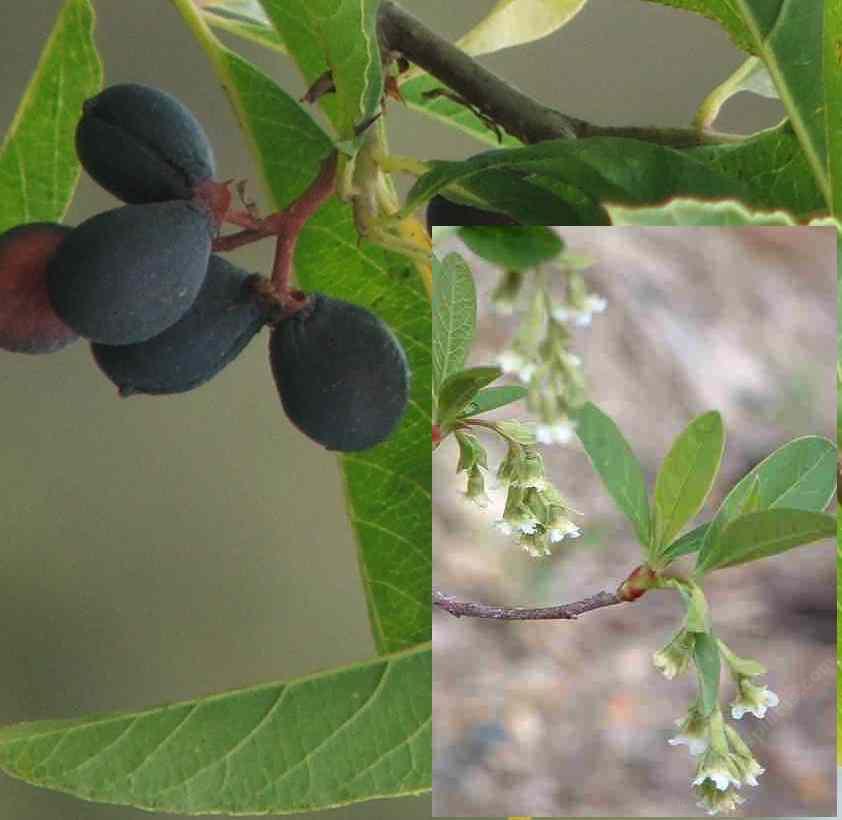 Osmaronia cerasiformis Oso Berry