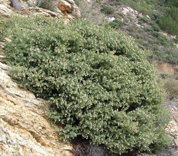 Arctostaphylos luciana in the wild up on Cuesta ridge, north of San Luis Obispo.