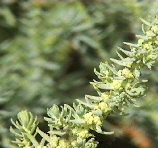 Suaeda californica Seepweed