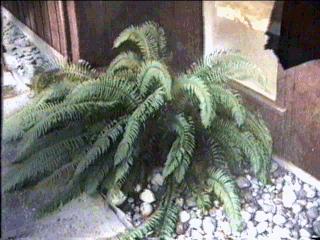 Woodwardia fimbriata Giant Chain Fern