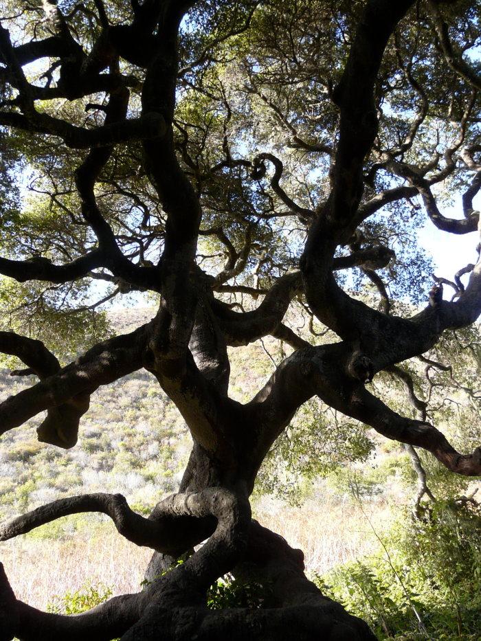Quercus agrifolia LIVE OAK ACORNS 12 CALIFORNIA COAST