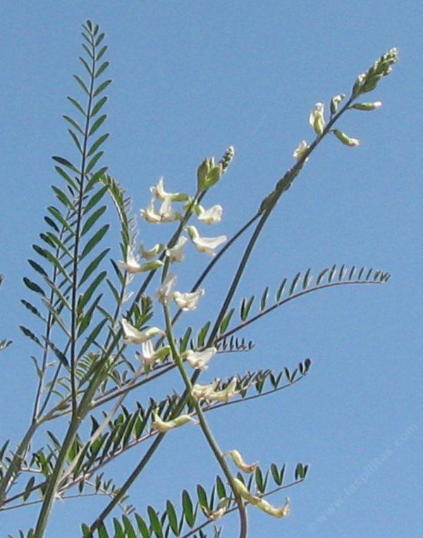 Astragalus trichopodus Southern California Locoweed - grid24_24