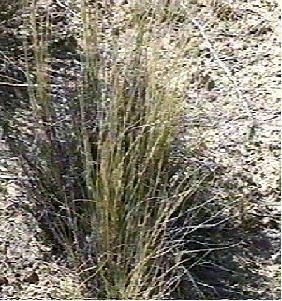 Stipa cernua, Nodding needlegrass is commonly brown - grid24_24