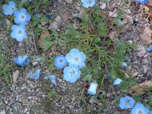Nemophila menziesii, Baby Blue Eyes, can be  massively inhibited by alien species of Erodium, especially Erodium botrys, in the central coast ranges of California. 