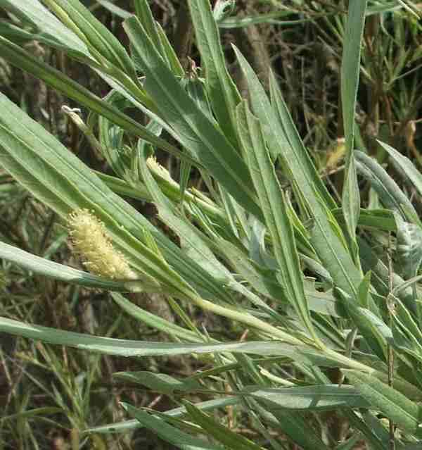 Salix exigua Narrowleaf Willow