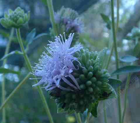 Monardella viridis, Green Monardella flower