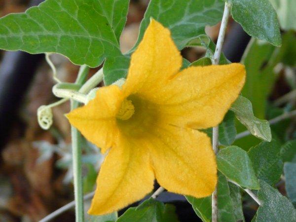 Cucurbita palmata Coyote Gourd