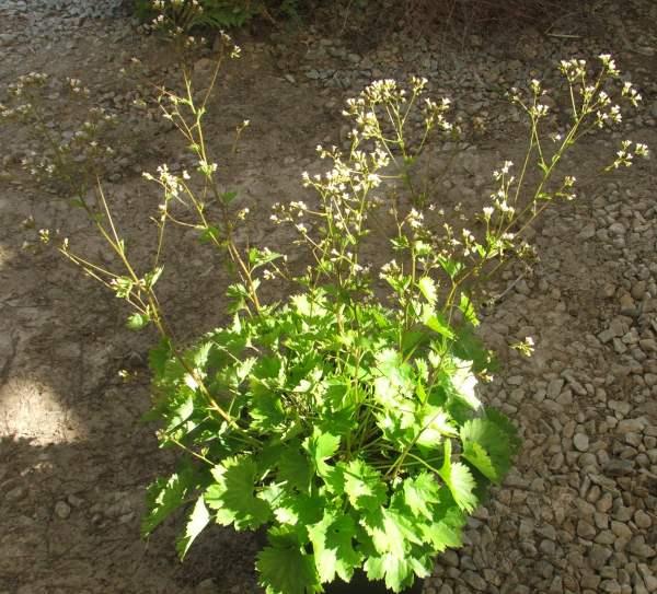 Boykinia occidentalis,  likes shady moist conditions.  - grid24_24