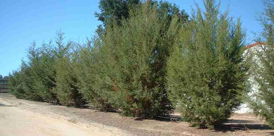 Cupressus forbesii, Tecate Cypress as a  hedge row. No water and the little trees look decent. Reports of 15 ft. in 3 years.