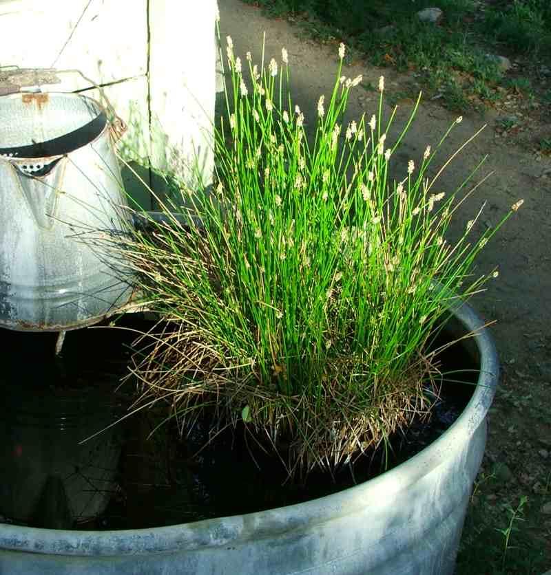 Heleocharis macrostachya Common Spike Rush