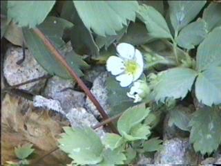 Fragaria virginiana ssp. platypetala (F. virginia), Western Alpine Strawberry, grows mostly in the mountains of California in moist areas in the forests. 