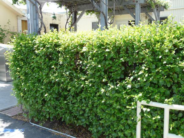 Island Mountain Mahogany is one of the best hedge plants we grow. You can have a 15 ft. hedge in a 3-4 ft. wide space.