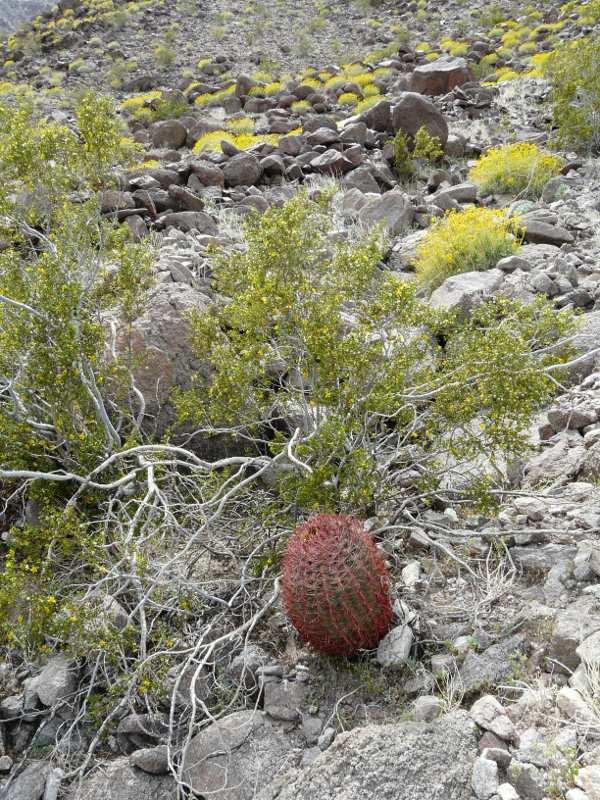 Ferocactus acanthodes var. acanthodes (syn: Ferocactus cylindraceus ssp. cylindraceus)