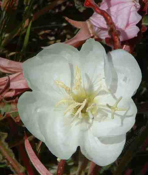 Oenothera caespitosa ssp. marginata, Evening Primrose, possesses the most wonderful fragrance, when the flowers emerge in the dusk of the evening.