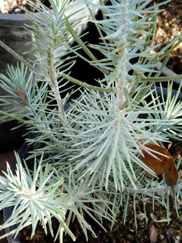 Pinus edulis, Pinyon Pine, a slow-growing pine, but worth waiting for, is pictured here in the Santa Margarita nursery. - grid24_24