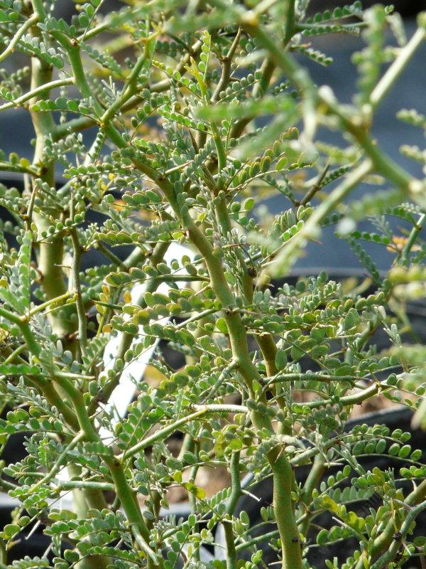 Cercidium microphyllum, Littleleaf Palo Verde, showing the leaf pattern and the green stem.